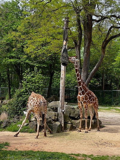 紐倫堡動物園超大爆米花