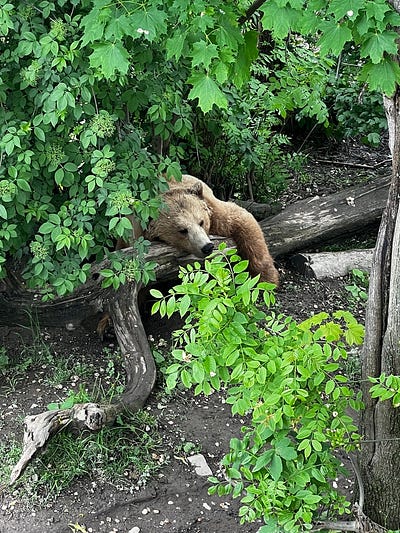 熊公園厭世表情棘熊