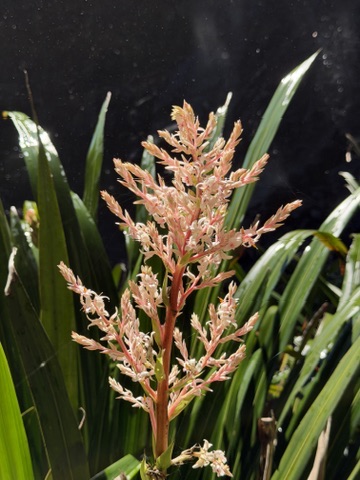 Springbrook 旅途中看到的粉橘色花朵
